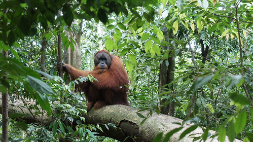 05 DAYS / 04 NIGHTS ORANG UTAN + BATAK COUNTRY TOUR